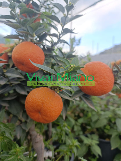 Chinotto Tree (pot - 20)