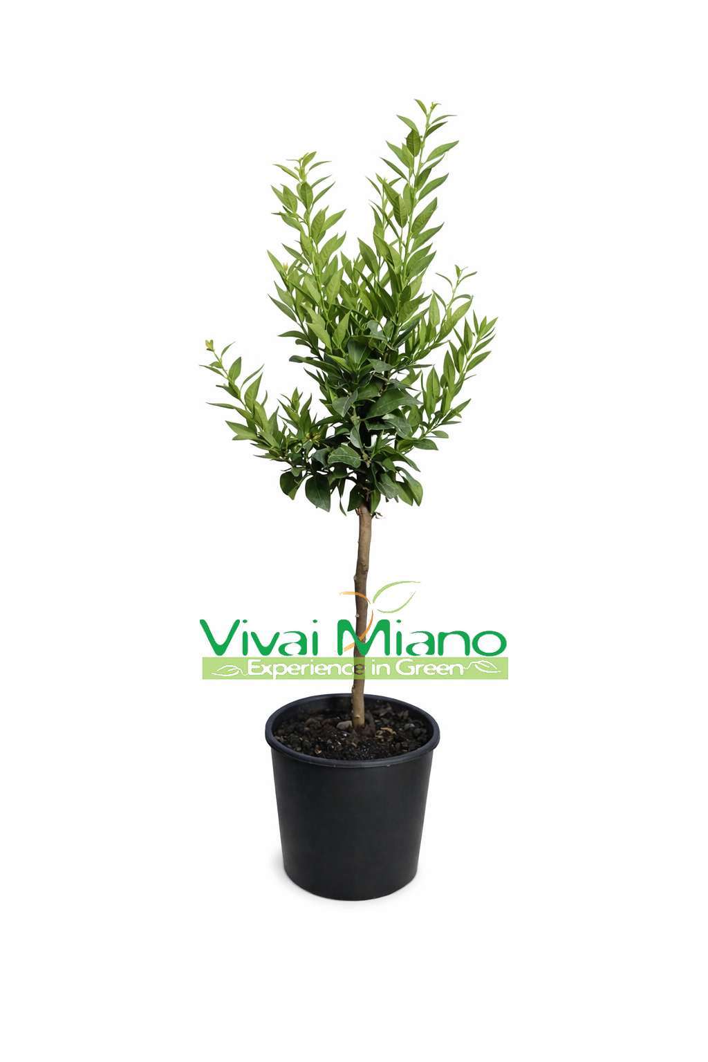 Chinotto Tree (pot - 20)