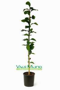 Volkamer Lemon Plant