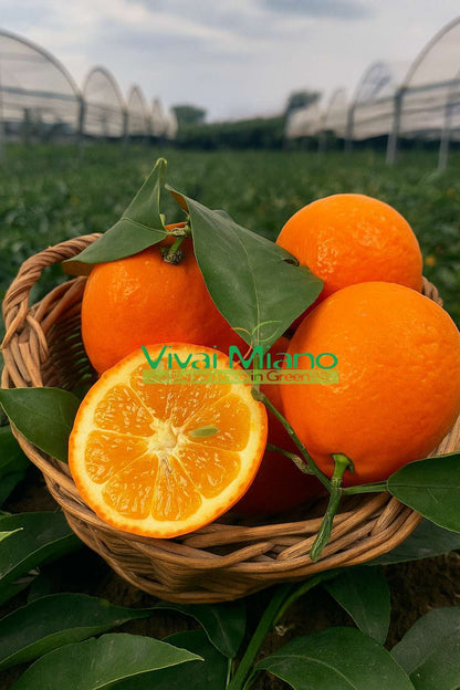 Volkamer Lemon Plant