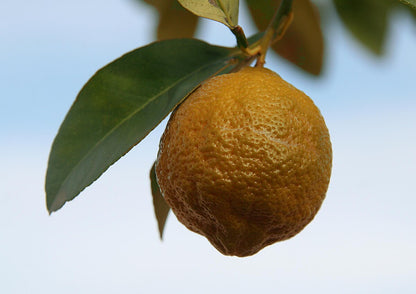 Volkamer Lemon Plant