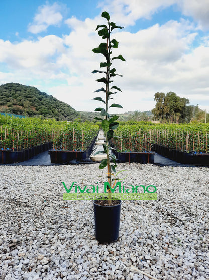 Volkamer Lemon Plant