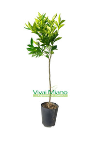 Clementine Tangelo Nova Plant