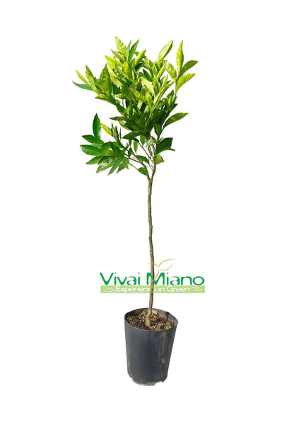 Clementine Tangelo Nova Plant