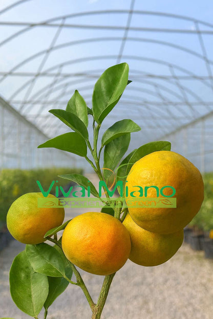 Clementine Tangelo Nova Plant