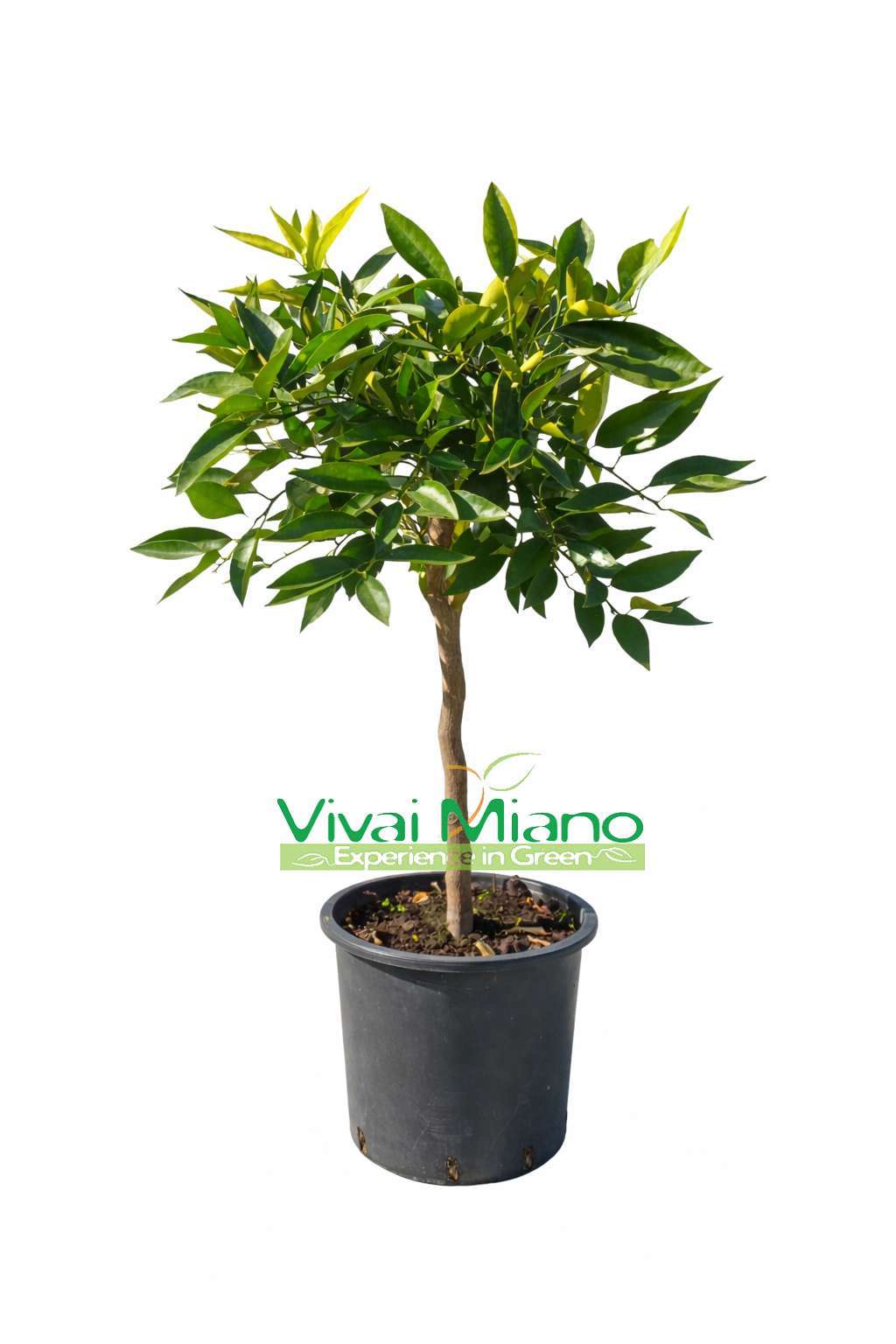 Clementine Tree (pot - 20)