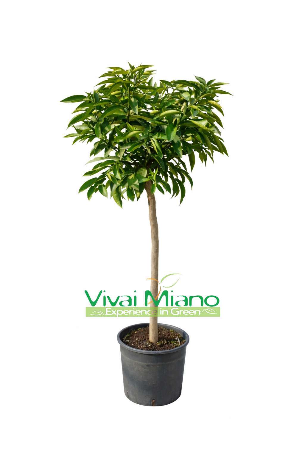 Clementine Plant (pot - 24)