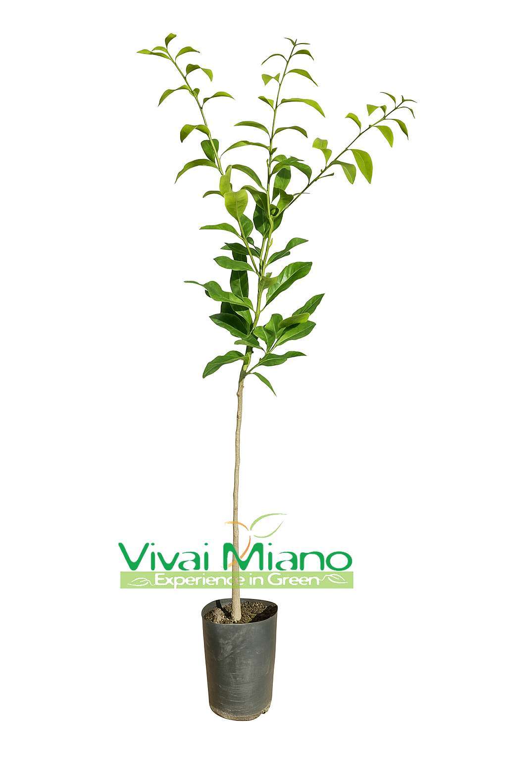 Combava Hystrix plant