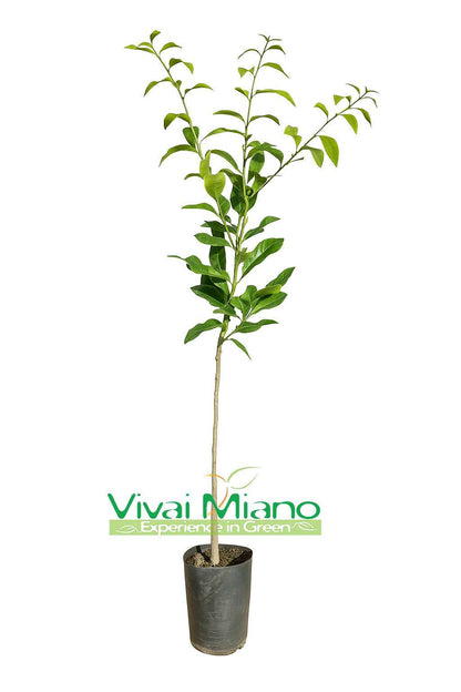 Combava Hystrix plant