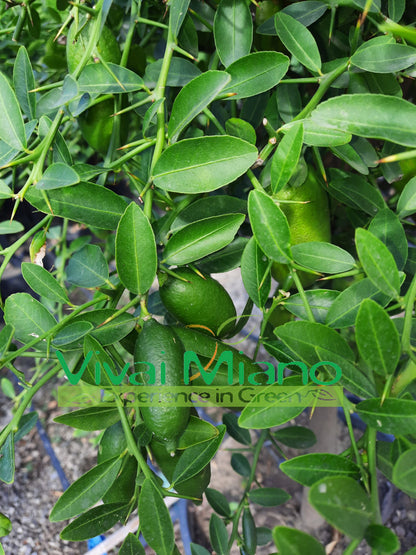 White Finger Lime Plant