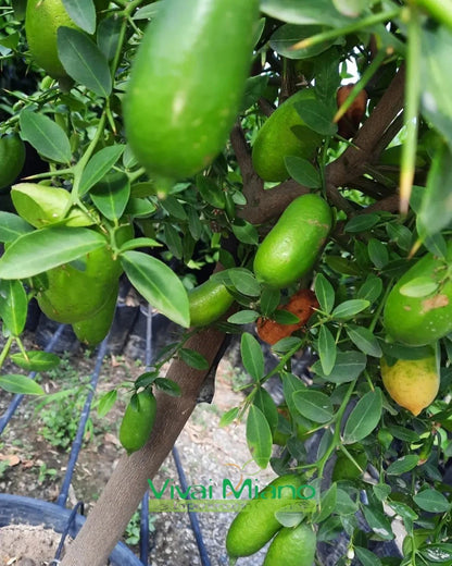 White Finger Lime Plant