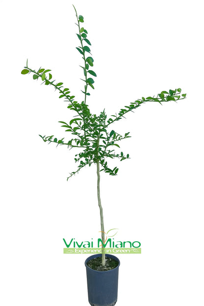 White Finger Lime Plant