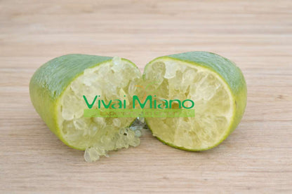 White Finger Lime Plant (pot - 20)