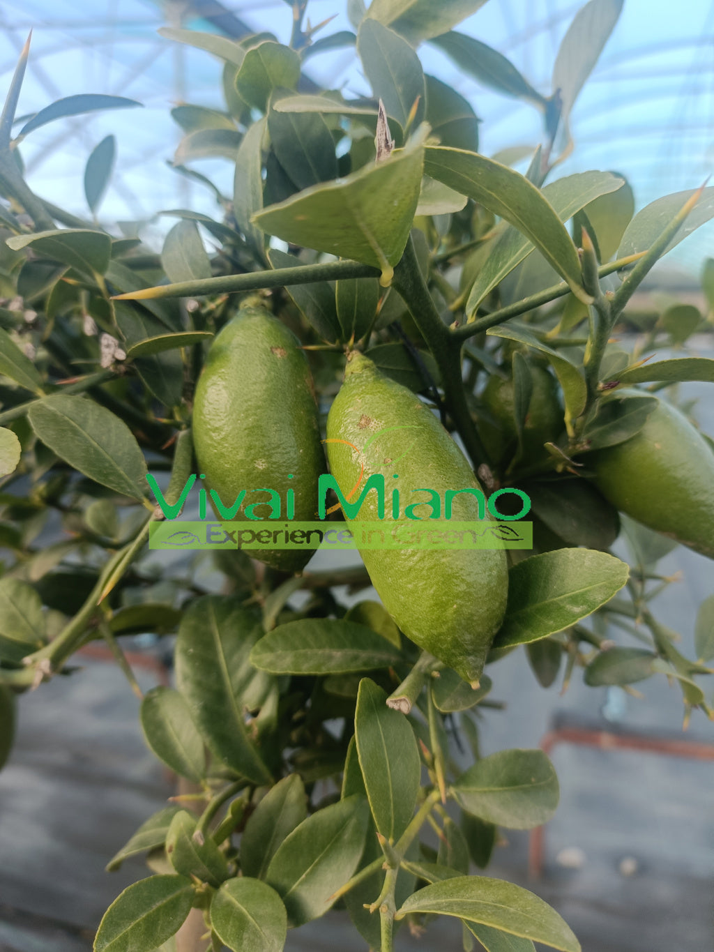 White Finger Lime Plant (pot - 20)