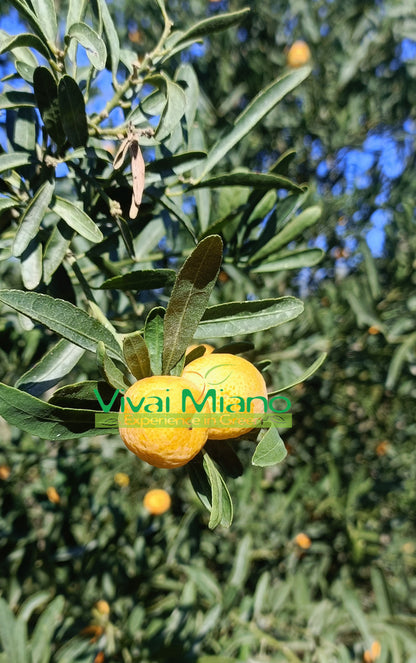 Eremorange (Yellow) Finger Lime Plant