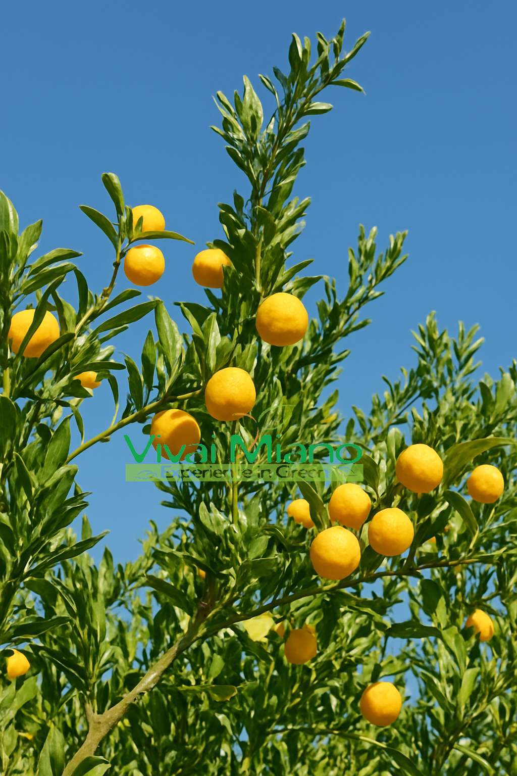Eremorange (Yellow) Finger Lime Plant