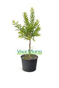 Finger Lime Eremorange or Yellow Plant (pot - 20)