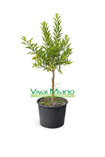 Finger Lime Eremorange or Yellow Plant (pot - 20)
