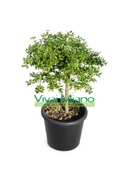 Red Finger Lime Plant (pot - 20)