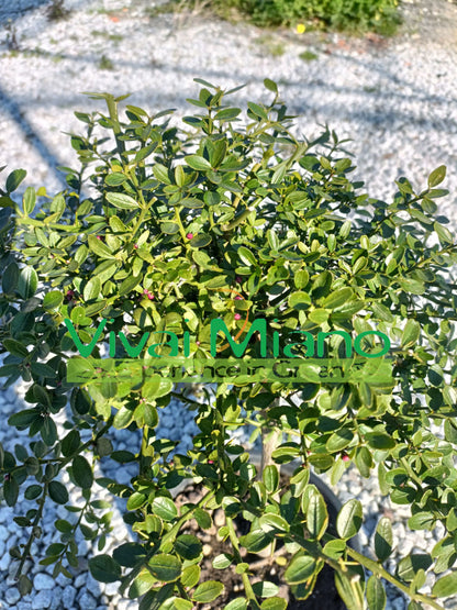 Red Finger Lime Plant (pot - 20)