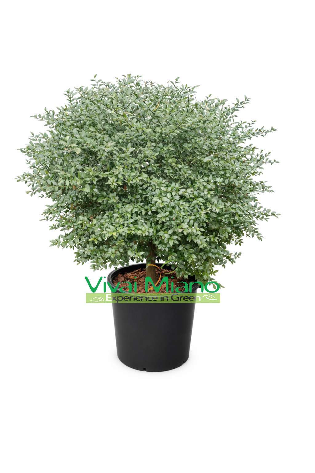 Red Finger Lime Plant (Bush - 35 cm pot)