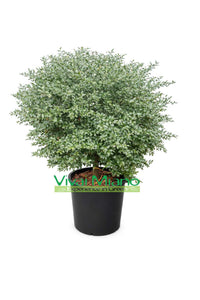 Red Finger Lime Plant (Bush - 35 cm pot)