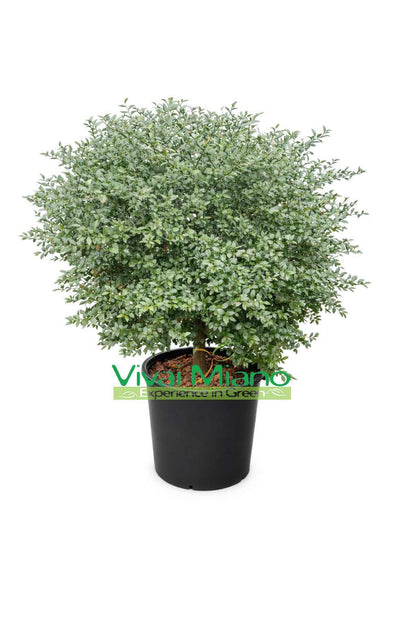 Red Finger Lime Plant (Bush - 35 cm pot)
