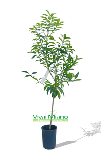 Kumquat or Chinese Mandarin Plant