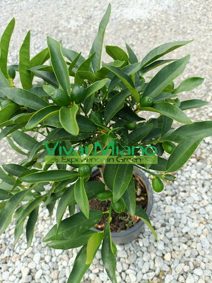 Pianta di Kumquat - Mandarino Cinese (vaso - 20) con frutto