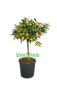 Kumquat Plant - Chinese Mandarin (pot - 20) with fruit