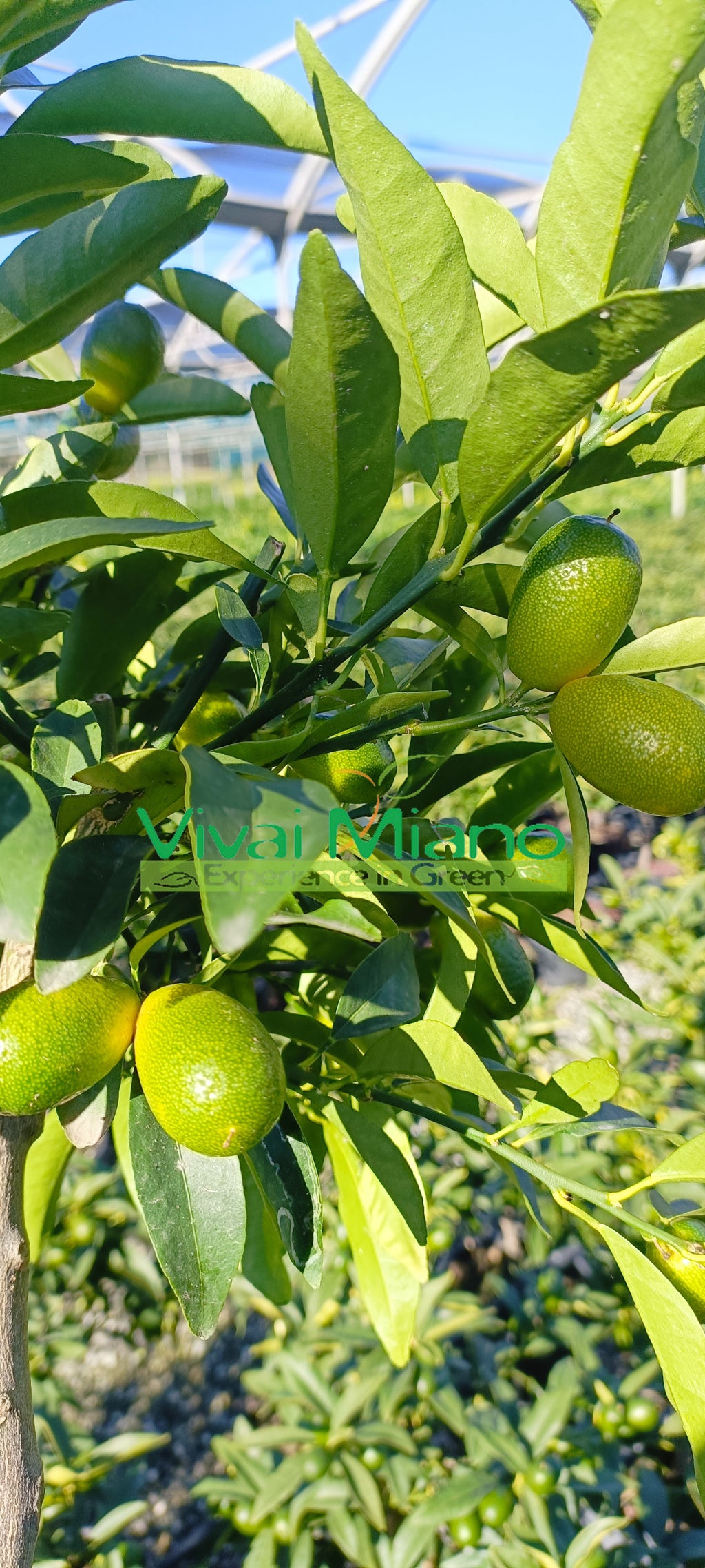 Kumquat plant WITH FRUIT - Ø 20 Red pot