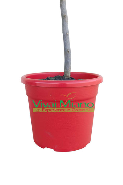 Kumquat plant WITH FRUIT - Ø 20 Red pot