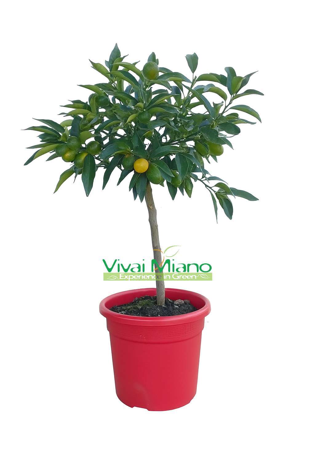 Kumquat plant WITH FRUIT - Ø 20 Red pot