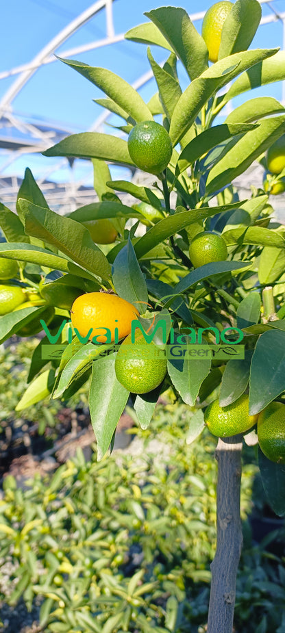 Kumquat or Chinese Mandarin Plant