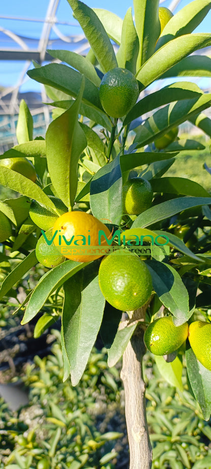 Kumquat or Chinese Mandarin Plant