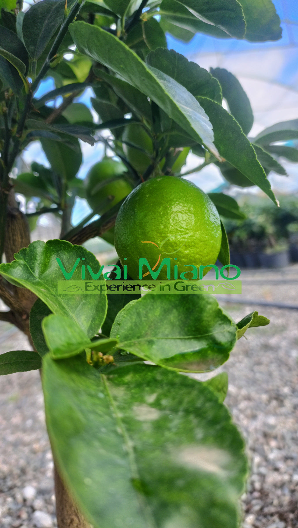 Mexican Lime Plant (pot - 20)