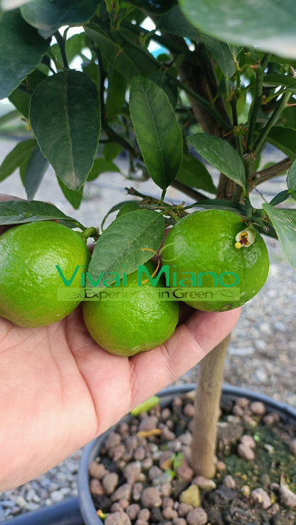 Mexican Lime Plant (pot - 20)