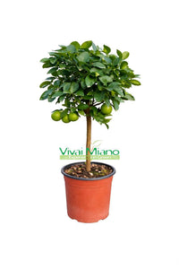 Mexican Lime Plant (pot - 20)