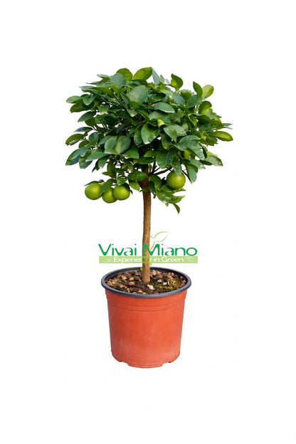 Mexican Lime Plant (pot - 20)