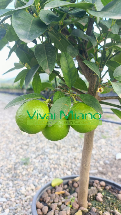 Mexican Lime Plant (pot - 20)