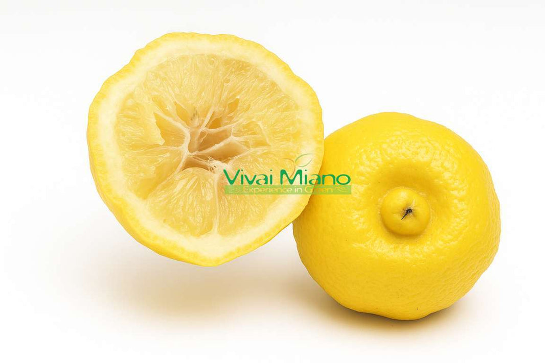 Patriarch's Lime or Rome Sweet Lime Plant