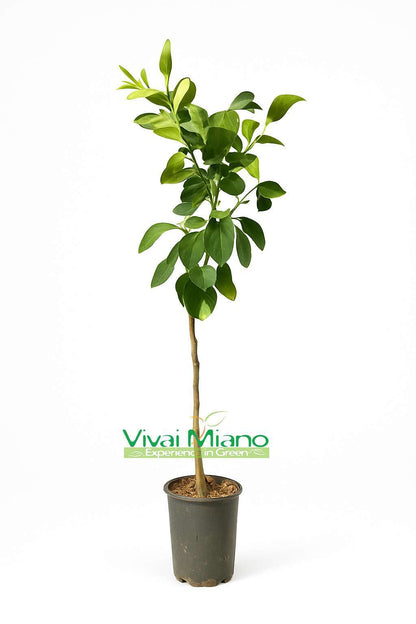 Patriarch's Lime or Rome Sweet Lime Plant