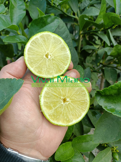 Lime Tree (pot - 20)