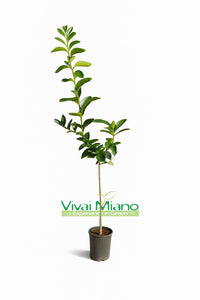 Lime Tree