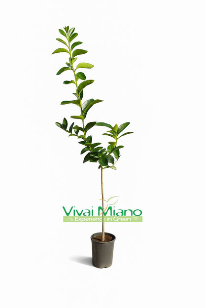 Lime Tree