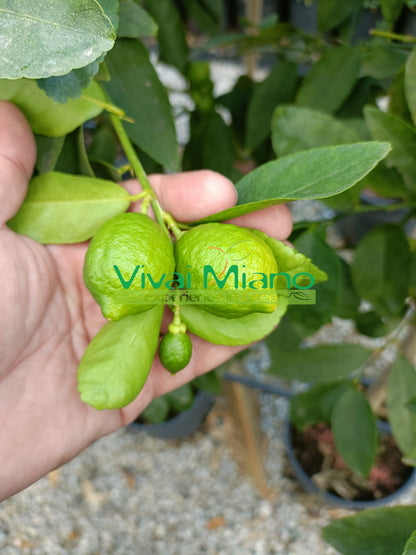 Lime Tree