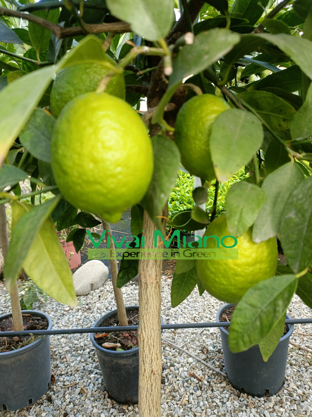 Lime plant (pot - 24)