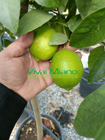 Lime plant (pot - 24)