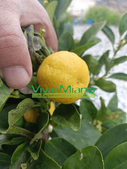 Pursha Lime Plant (pot - 20)