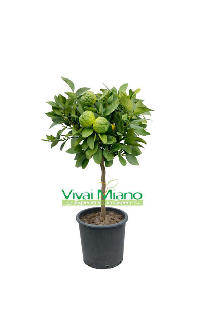 Pursha Lime Plant (pot - 20)